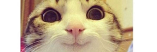 Megabegaboo's profile banner image