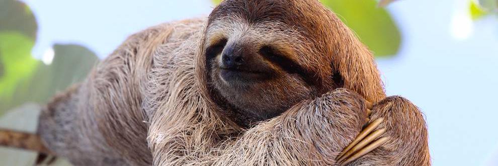 Debbie Pierce banner