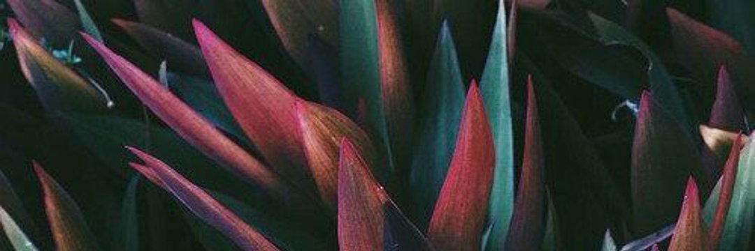 _____javiera's profile banner image