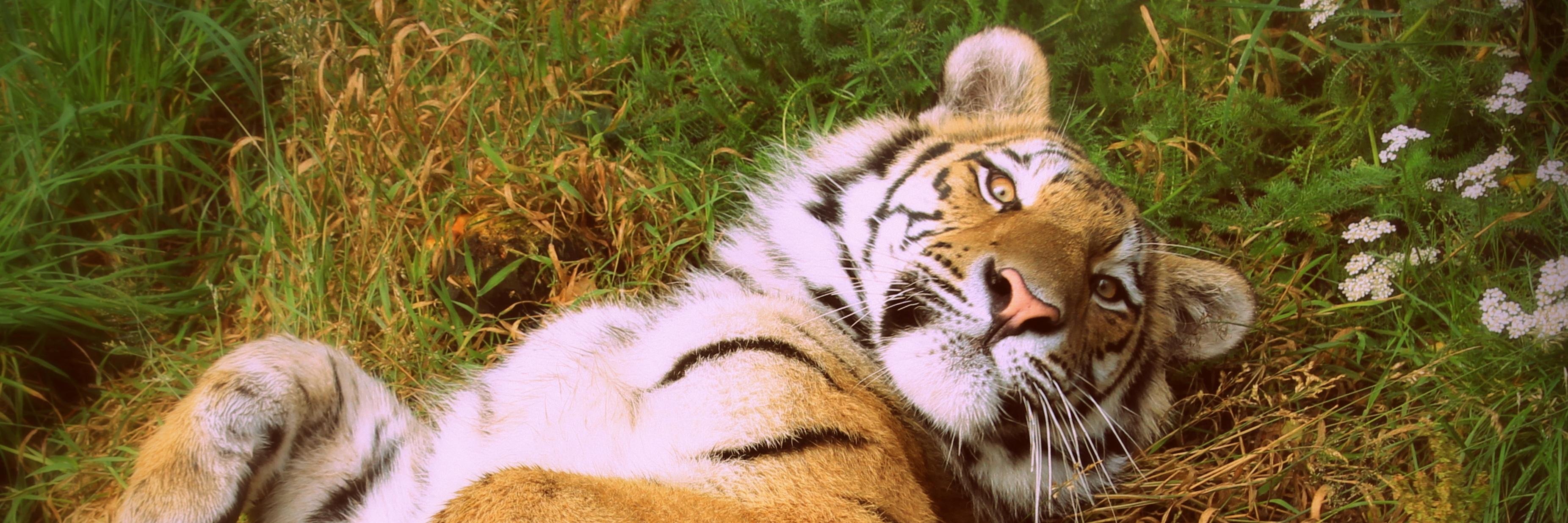 paulgnicol's profile banner image