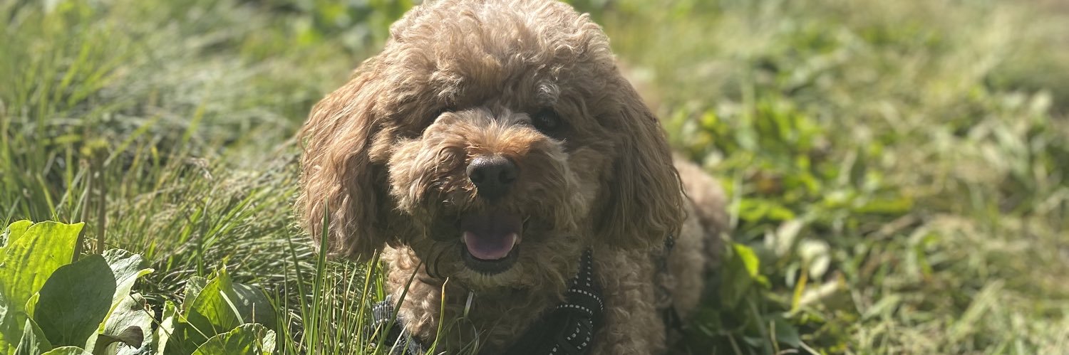 mollyseaschell's profile banner image