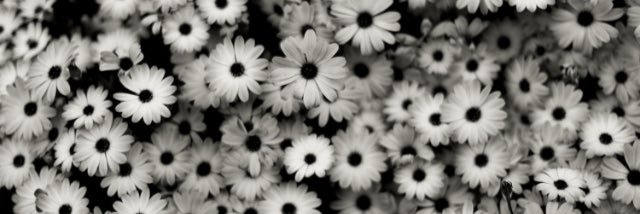 jay_fock's profile banner image