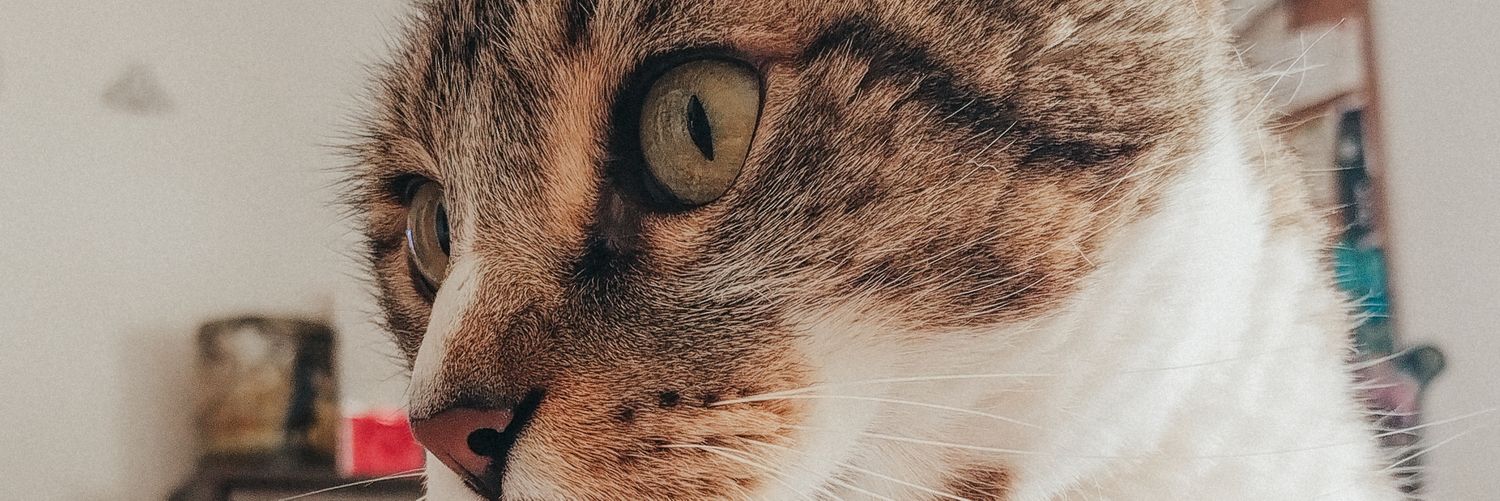 sofisu96's profile banner image
