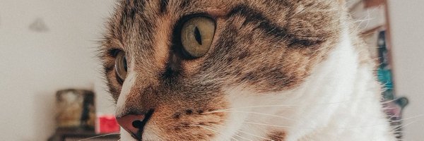 sofisu96 Profile Banner