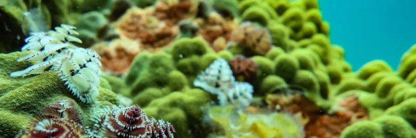 Earth2Ocean Science banner