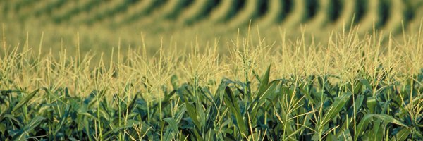 JWebsterAg Profile Banner