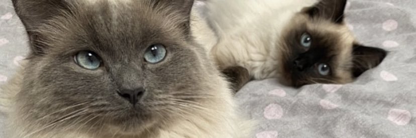 PoppyStockdale's profile banner image