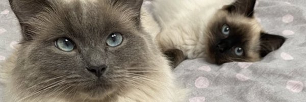 PoppyStockdale Profile Banner