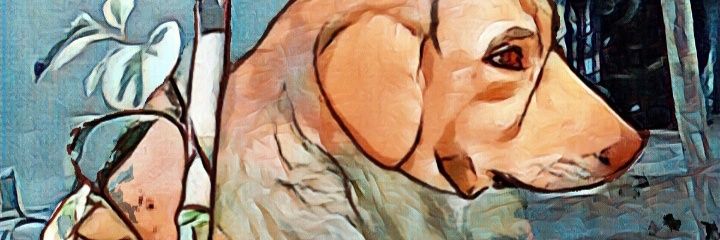 Taty Paz ☮️🪷😁 banner