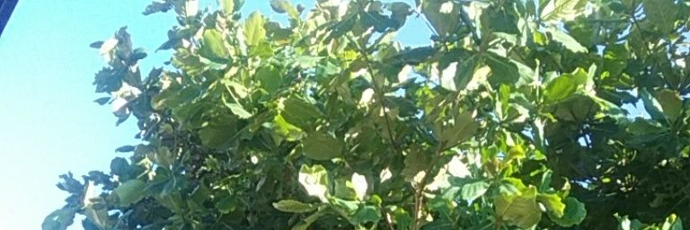 jcalmon43's profile banner image