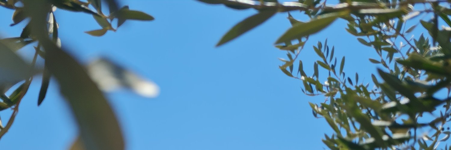fakefrogsonly's profile banner image