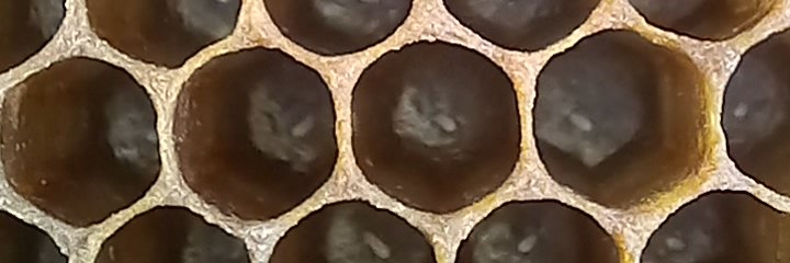 bees4more's profile banner image