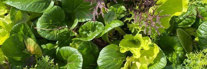 Springfield Community Gardens banner