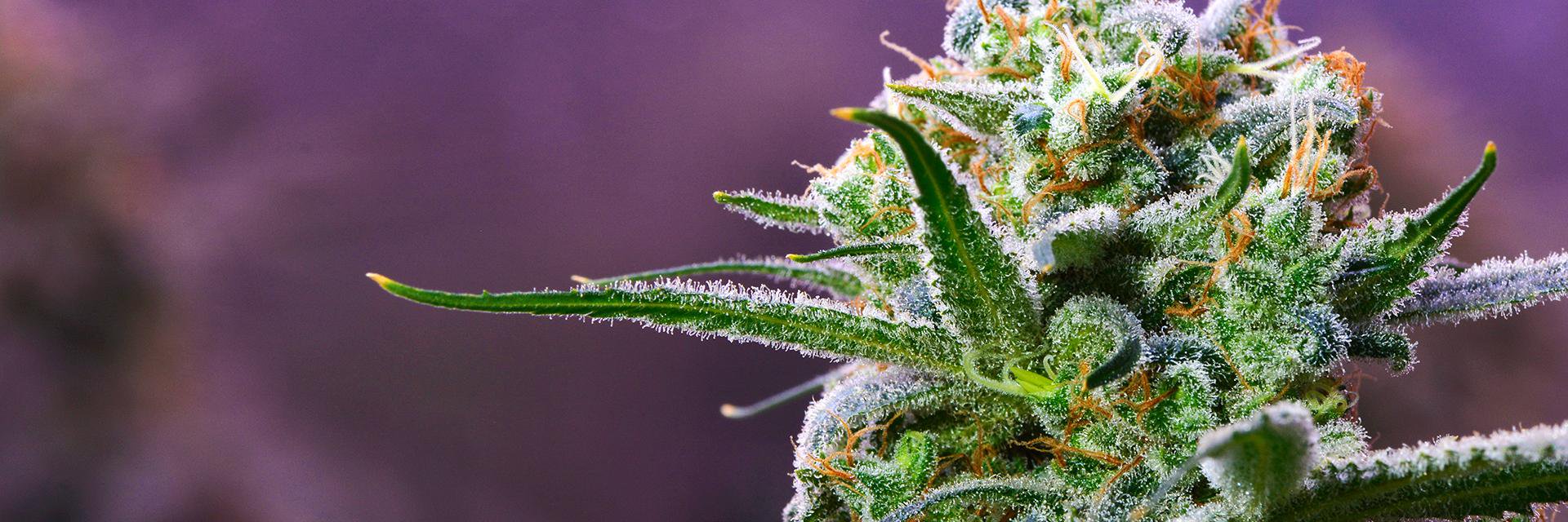 CannabisMH's profile banner image