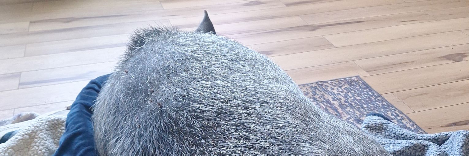 SBMFRDPT's profile banner image