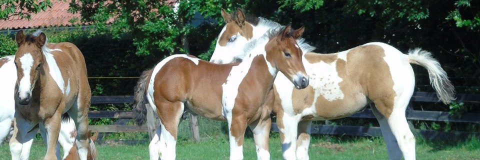 EaglesRanch's profile banner image