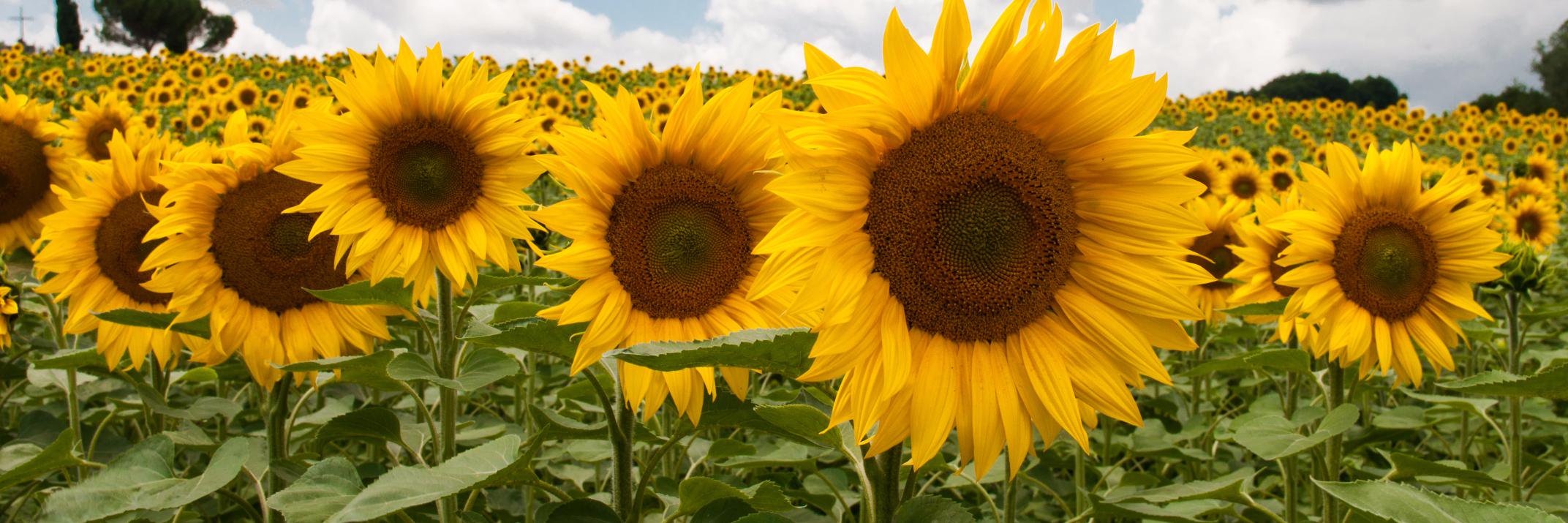 Fun Green Tips banner