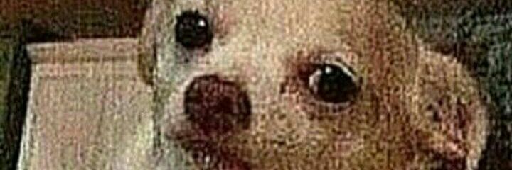PoppiChild's profile banner image