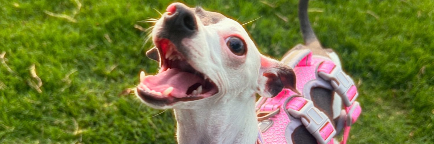 oxlilangel's profile banner image