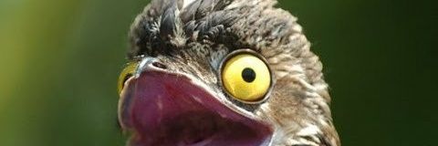 MaidenAsh's profile banner image