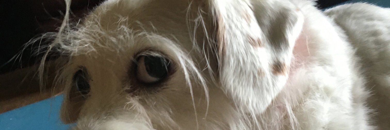 kjilly's profile banner image