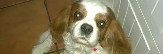 Heidi Landex Grotkop banner