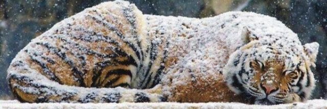 Coach Habachi banner