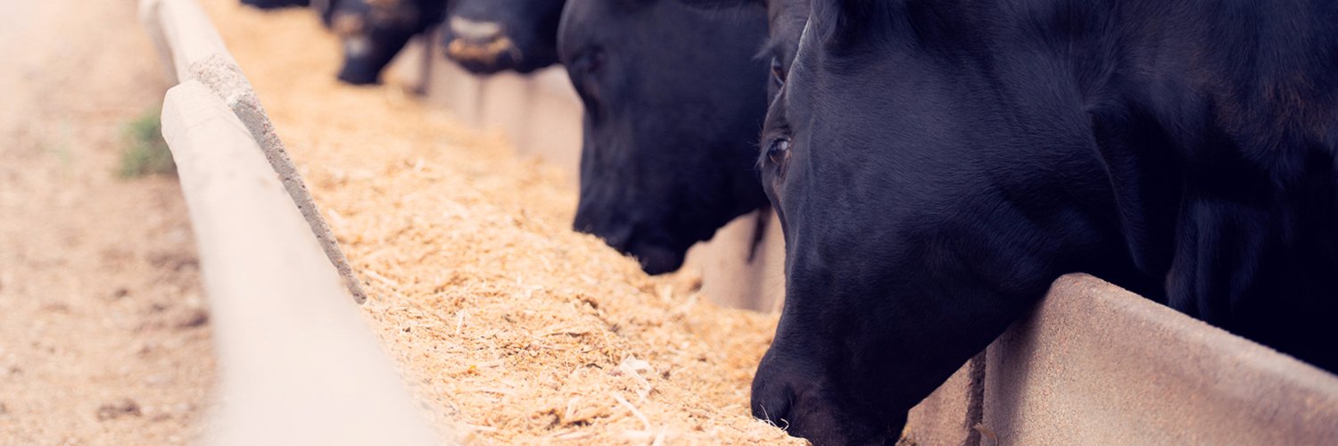ilsbeef's profile banner image