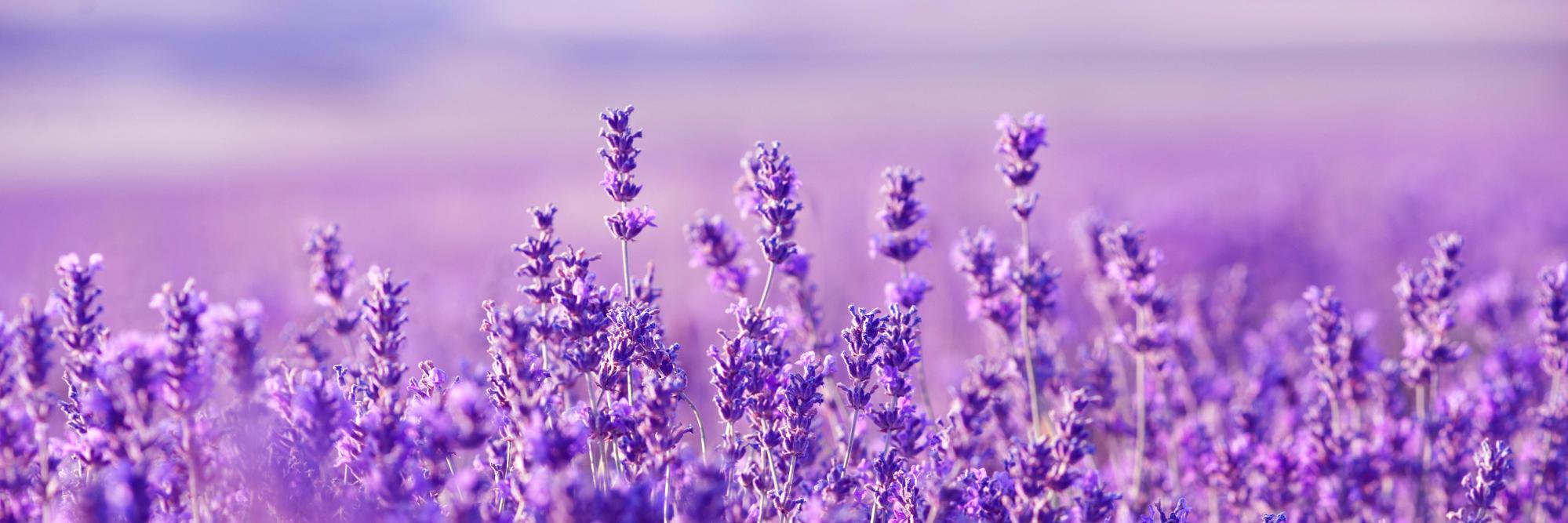 Lidi 🤓🦄 banner