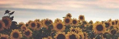 sammanicole12's profile banner image