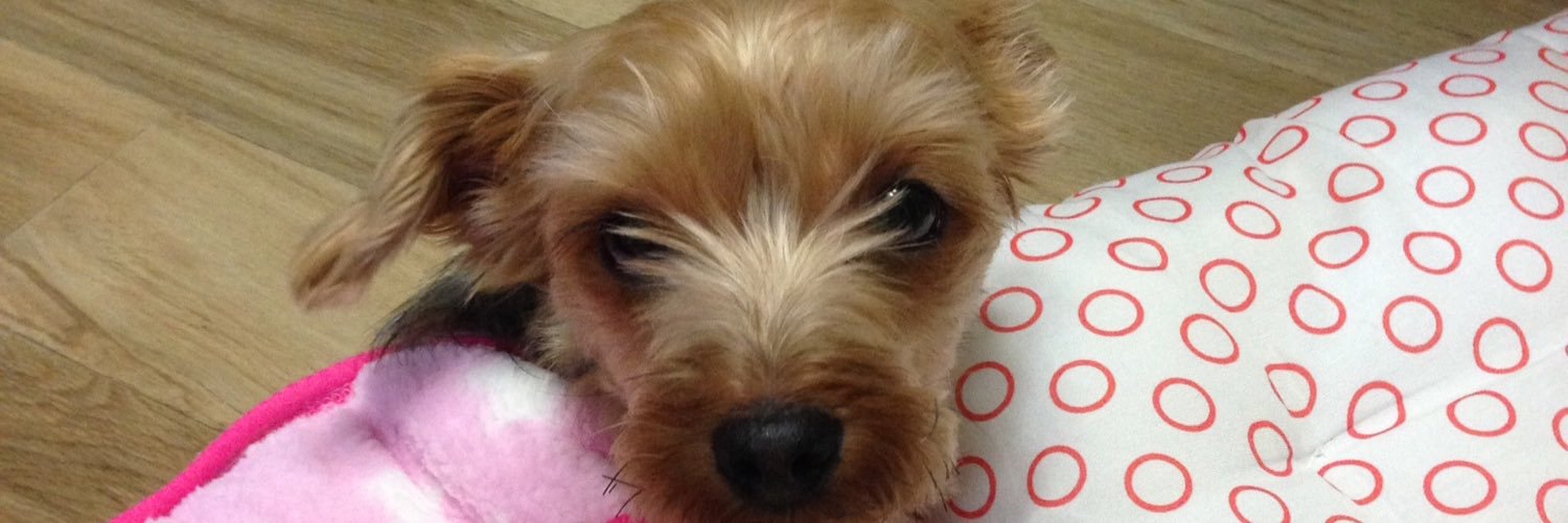 mimi24950's profile banner image