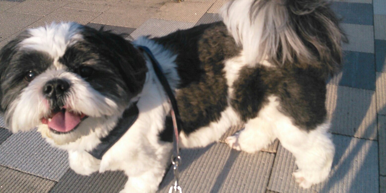 ボンスケママ🐼😇🍀 banner