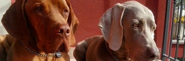 AntoPelloni's profile banner image
