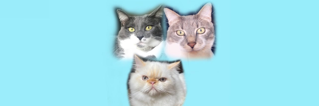 robingwenn's profile banner image