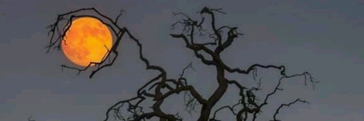 TellMaia's profile banner image