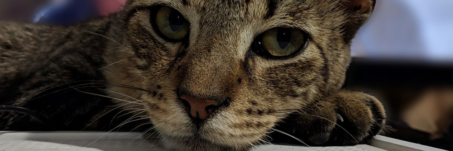 BasualdoMili_'s profile banner image