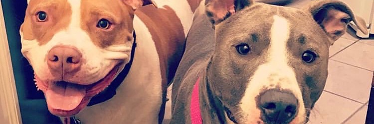 emilybfromthed's profile banner image