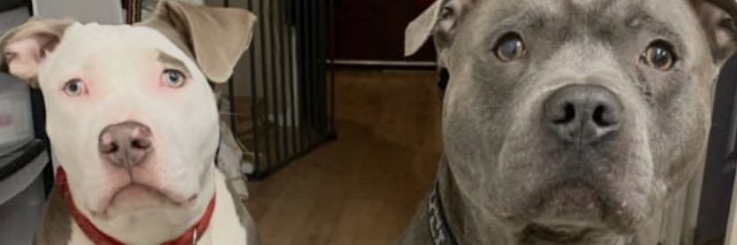 Tom J M banner