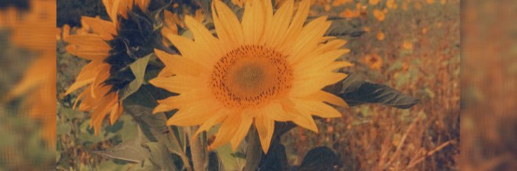 Erin 🌻 banner