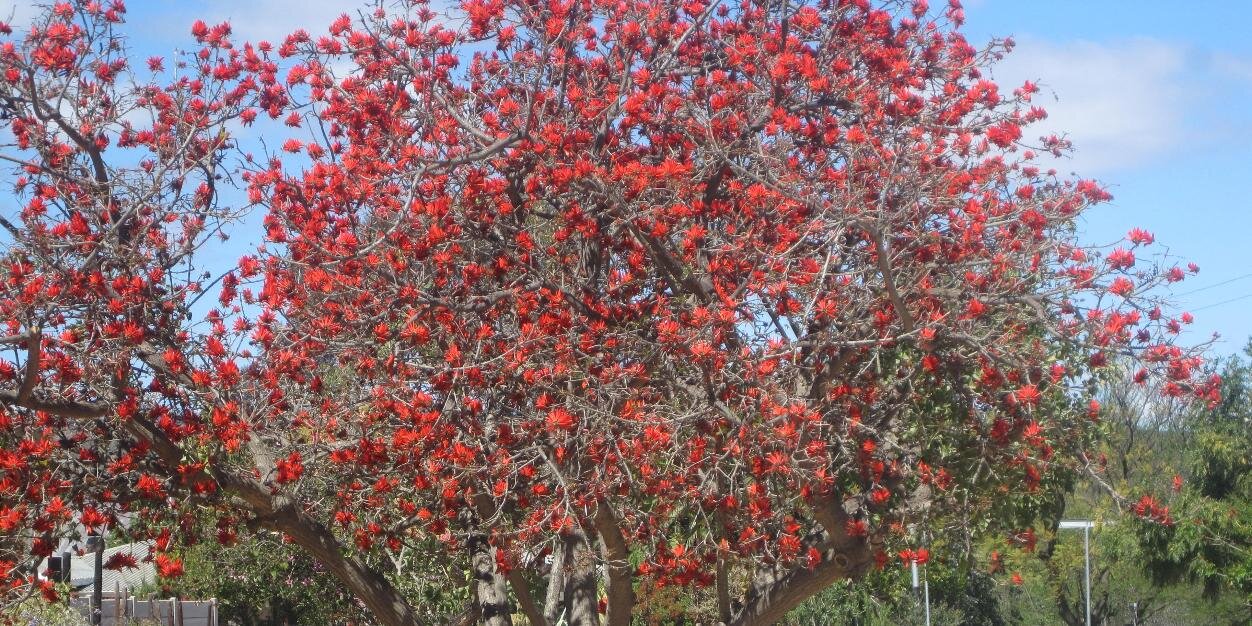 Sue Barsky Reid banner