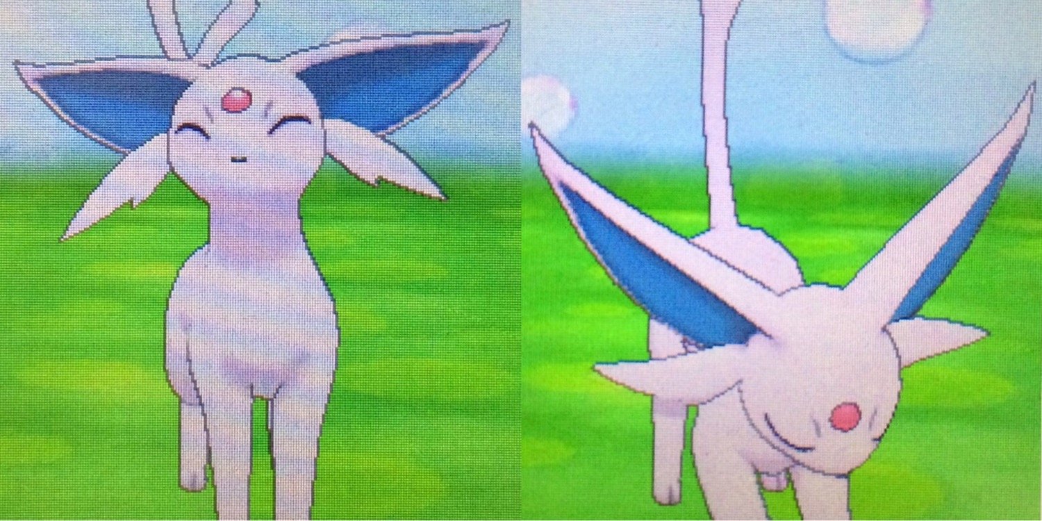 Ailurus11's profile banner image