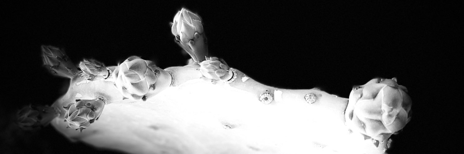 Katrin Hummel banner