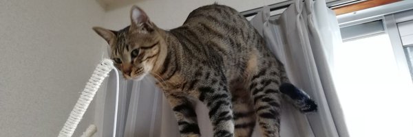 romushiru Profile Banner