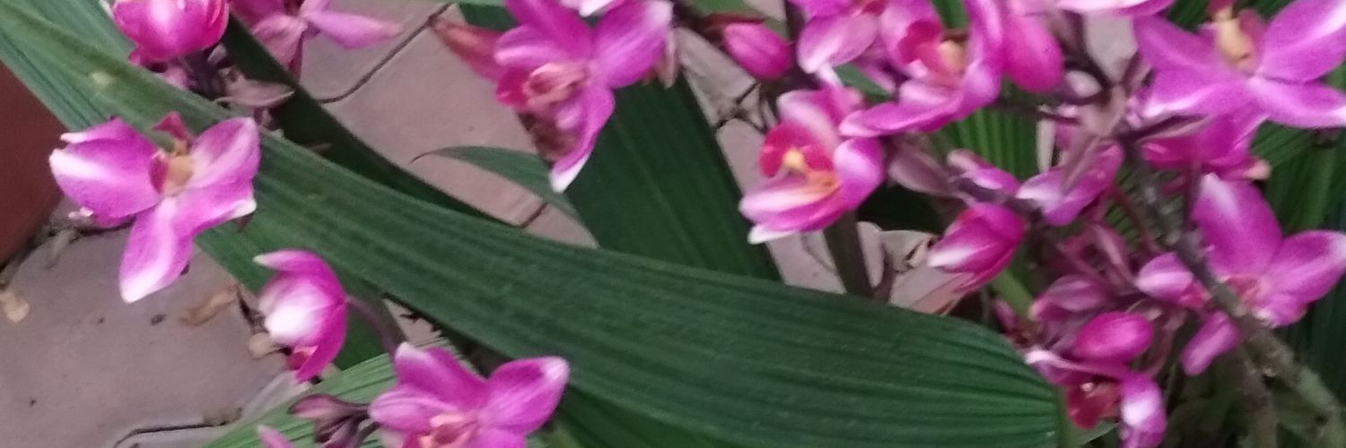 BUDUDU's profile banner image