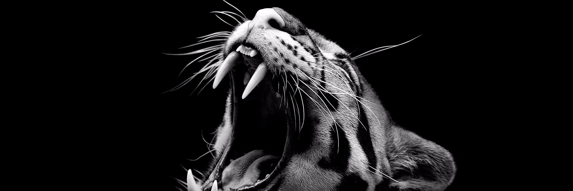 Archiboulette banner