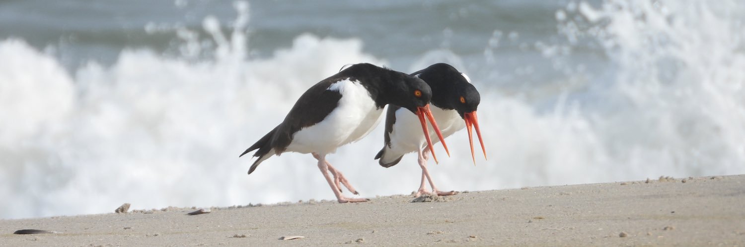 Caroline Quinn banner