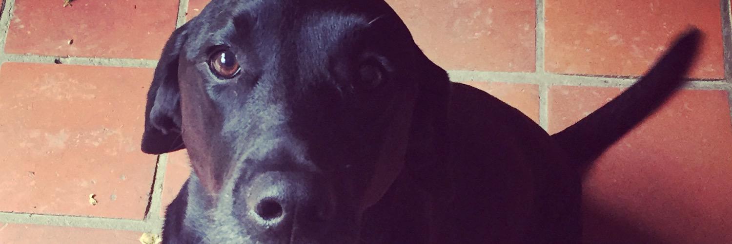AshleyJaneLisa's profile banner image