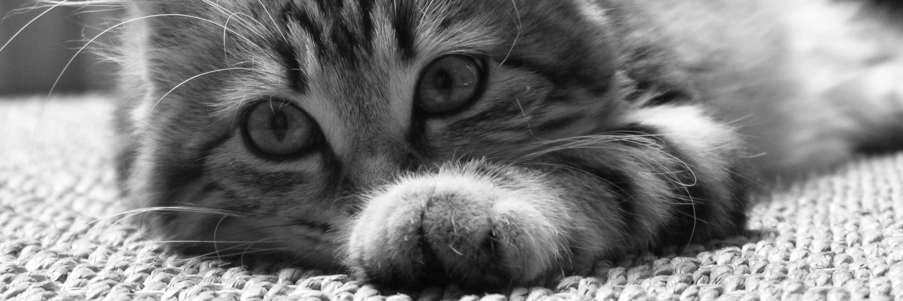 ThinksBeautiful's profile banner image