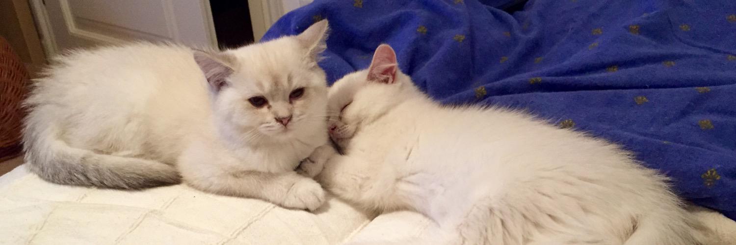 Othello & Leia banner