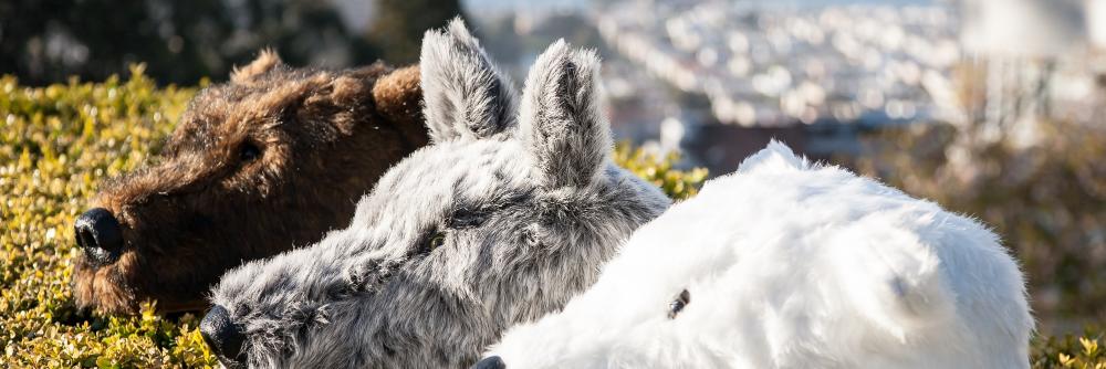GrizCoat's profile banner image